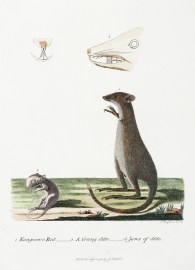 1. Kangooroo Rat 2. A Young ditto 3. Jaws of ditto. Australian - General 1. Kangooroo Rat 2. A Young ditto 3. Jaws of ditto.