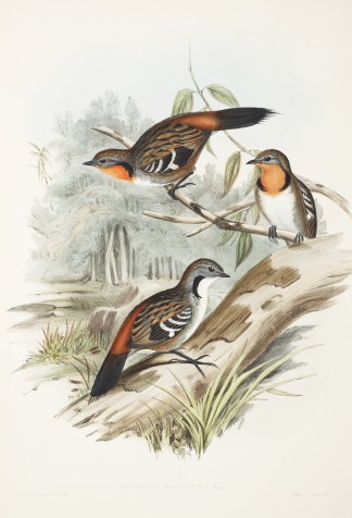 Orthonyx spinicaudus: Temm Australian