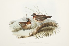 Geophaps plumifera . Plumed Partridge Bronze-wing 