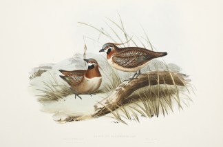 Geophaps plumifera . Plumed Partridge Br… Australian