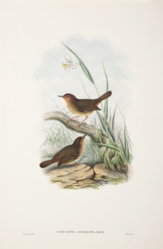 Sericornis Arfakiana. Arfak sericornis  The Birds of New Guinea