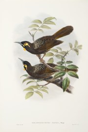 Melirrhophetes batesi