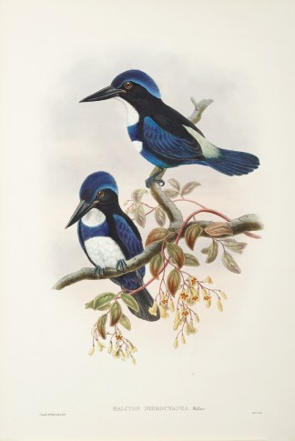 Halcyon nigrocyanea. Black and Blue King… The Birds of New Guinea