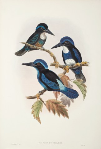 Halcyon stictolaema The Birds of New Guinea