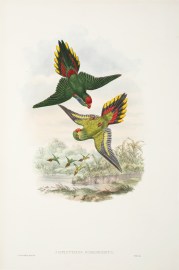 Psitteuteles rubronotatus. Red-backed Lorikeet.