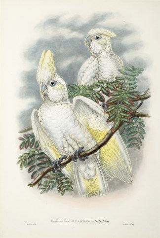 Cacatua ducorpsi, Hmbr et Jacq. Ducorp&#… The Birds of New Guinea