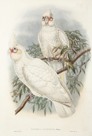 Cacatua gymnopis Australian