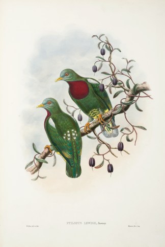 Ptilopus lewisii, Ramsay. The Birds of New Guinea