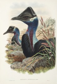Casuarius Picticollis