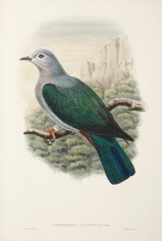 Carpophaga van-wyckii. The Birds of New Guinea