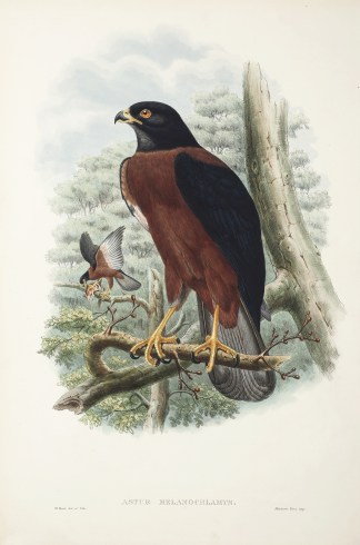 Astur Melanochlamys BIRDS