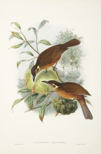 Xanthotis chrysotis. Golden-eared Honey-… Australian