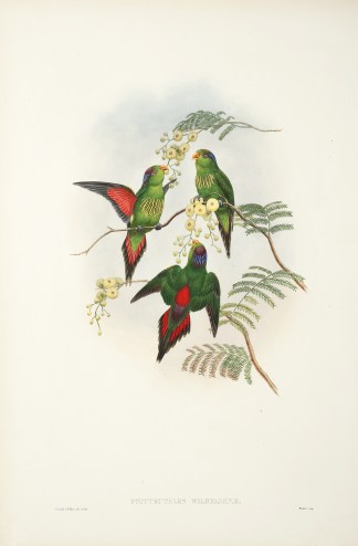 Psitteuteles wilhelminae. WilhelminaR… The Birds of New Guinea