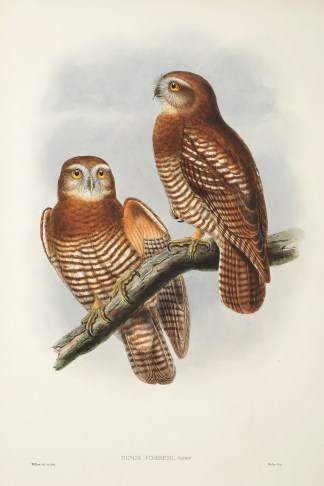 Ninox Forbesi, Sclater. BIRDS