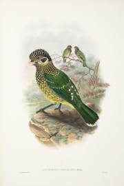 Ailuroedus arfakianus. Arfak cat-bird