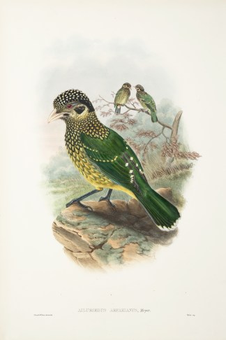 Ailuroedus arfakianus. Arfak cat-bird The Birds of New Guinea