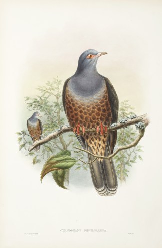 Gymnophaps poecilorrhoa. The Birds of New Guinea