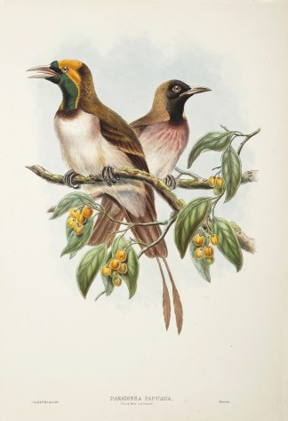 Paradisea Papuana. Lesser Bird of Paradi… The Birds of New Guinea