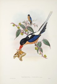 Tanysiptera nigriceps. Black-headed tanysiptera