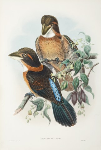 Clytoceyx rex The Birds of New Guinea