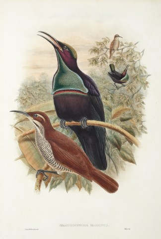 Graspedophora Magnifia. The Birds of New Guinea