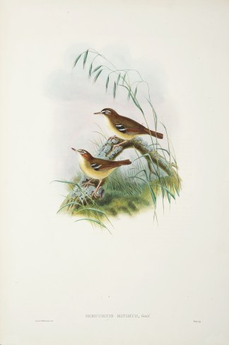 Sericornis Minimus. Little sericornis. The Birds of New Guinea