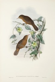 Euthyrhynchus flavigula. Yellow-tinted brown honey-eater.