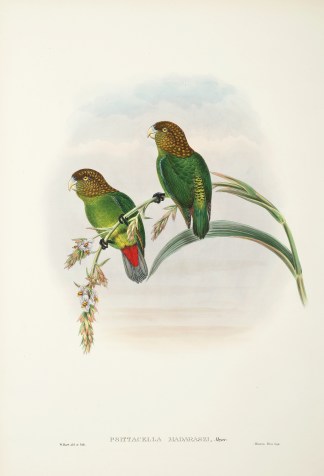 Psittacella madaraszi. Madaras’s p… The Birds of New Guinea