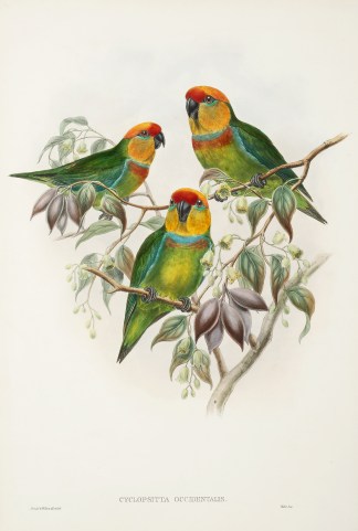 Cyclopsitta occidentalis. Western perroq… The Birds of New Guinea