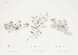 1.Gnaphalium Pulvinatum 2. Gnaphalium Spathulatum … World - Nonindigenous General