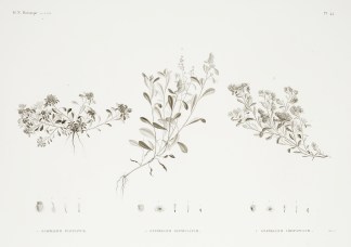 1.Gnaphalium Pulvinatum 2. Gnaphalium Sp… General / Global