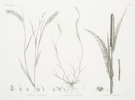 1.Pennisetum Dichotomum 2. Andropogon Foveolatum 3… World - Nonindigenous General