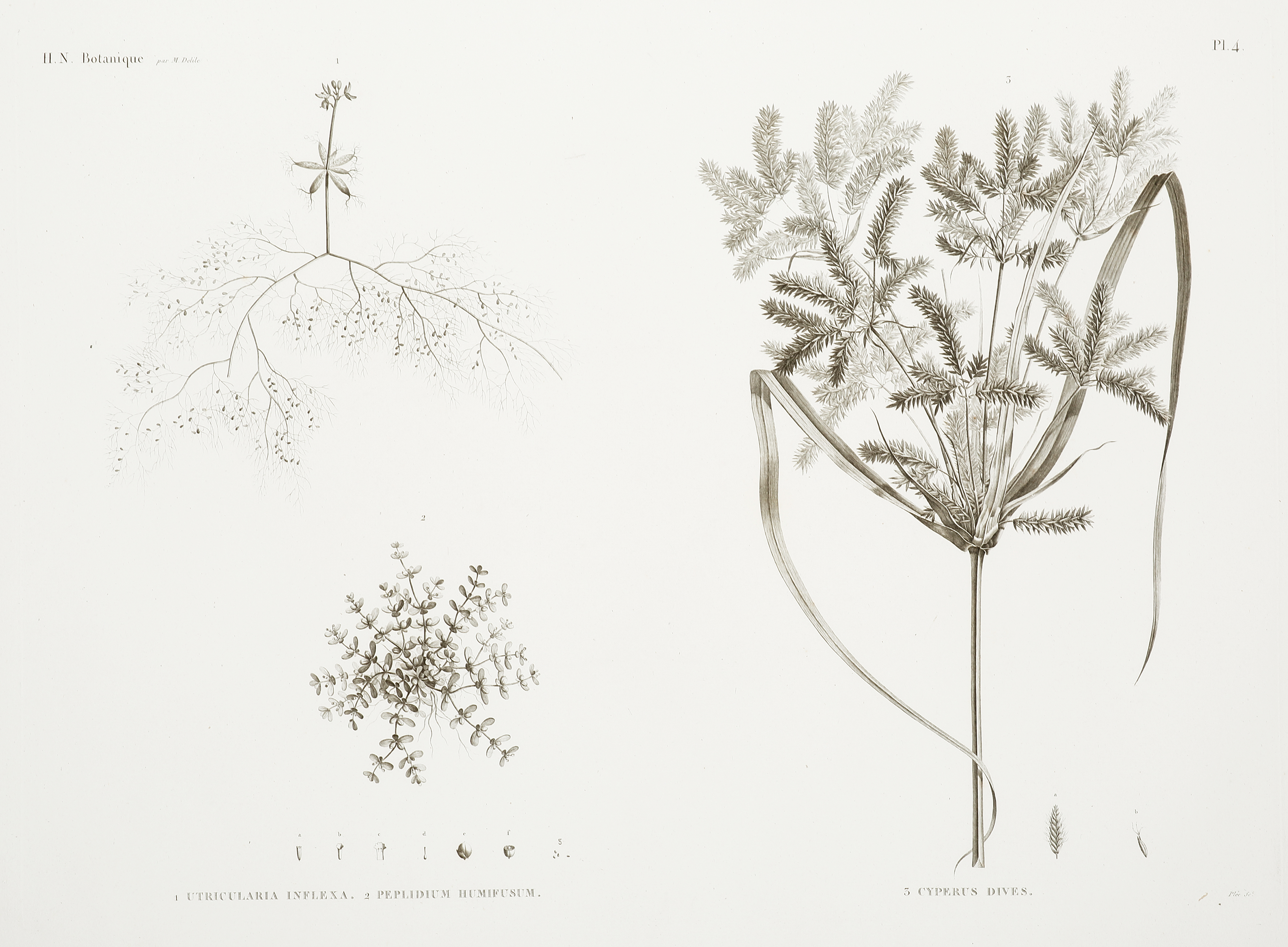 1.Utricularia Inflexa 2. Peplidium Humifusum 3. Cyperus Dives - Antique Print from 1819