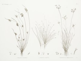 1. Isolepis Uninodis 2. Scirpus Caducus 3. Fimbris… World - Nonindigenous General