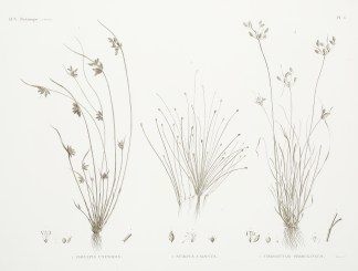 1. Isolepis Uninodis 2. Scirpus Caducus … General / Global