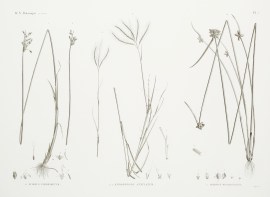 1.1′ Scirpus Fimbrisetus 2.2′ Andropog… World - Nonindigenous General