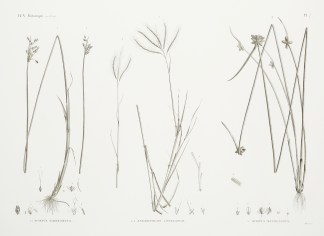 1.1′ Scirpus Fimbrisetus 2.2′… General / Global