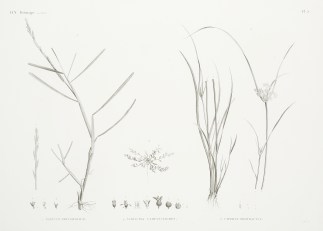 1. Panicum Obtusifolicum 2. Cervicina Ca… General / Global