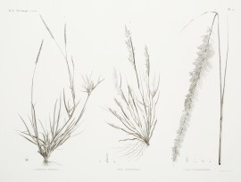 1. Agrostis Spicata 2. Poa Aegyptiaca 3. Poa Cynos… World - Nonindigenous General