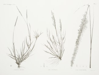 1. Agrostis Spicata 2. Poa Aegyptiaca 3.… General / Global