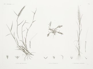 1. Avena Arundinacea 2. Avena Forskalii … General / Global 1. Avena Arundinacea 2. Avena Forskalii … General / Global