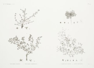 1. Polycarpea General / Global