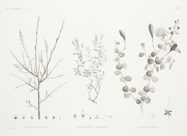 1. Ochradenus Baccatus 2. Helianthemum Kahiricum 3… World - Nonindigenous General