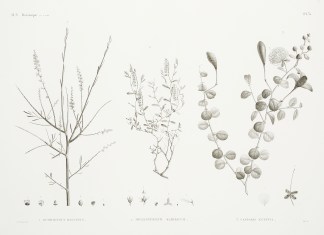 1. Ochradenus Baccatus 2. Helianthemum K… General / Global