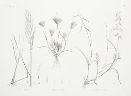 1. Festuca Fusca 2. Bromus Rubens 3. Dinaeba Aegyp… World - Nonindigenous General