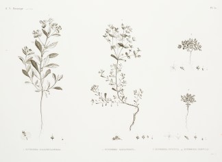 1. Euphorbia Calendulaefolia 2. Euphorbi… General / Global