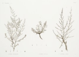 1. Artemisia Monosperma 2. Artemisia Inculta 3. Ar… World - Nonindigenous General