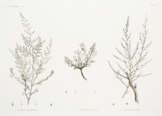 1. Artemisia Monosperma 2. Artemisia Inc… General / Global 1. Artemisia Monosperma 2. Artemisia Inc… General / Global