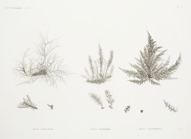 1. Fucus Spinulosus 2. Fucus Taxiformis 3. Fucus C… World - Nonindigenous General