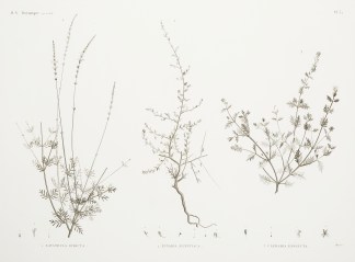 1 Lavandula Stricta. 2 Linaria Aegyptiac… General / Global